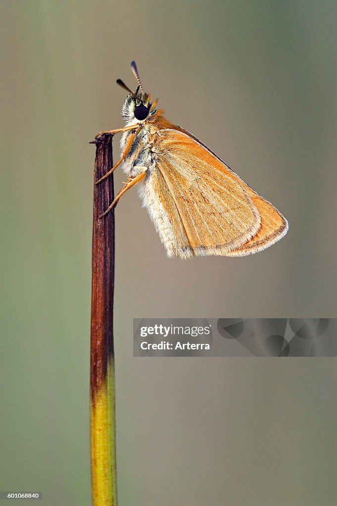 Essex skipper