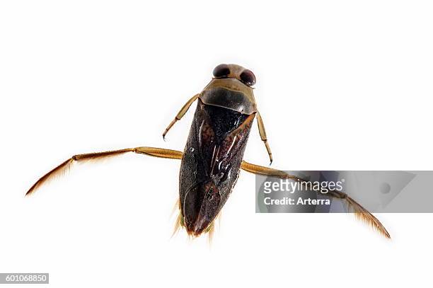 19 Water Boatman Bug Photos and Premium High Res Pictures - Getty Images