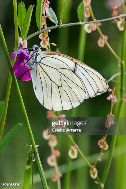 Black-veined white butterfly feeding on nectar from flower in meadow.
