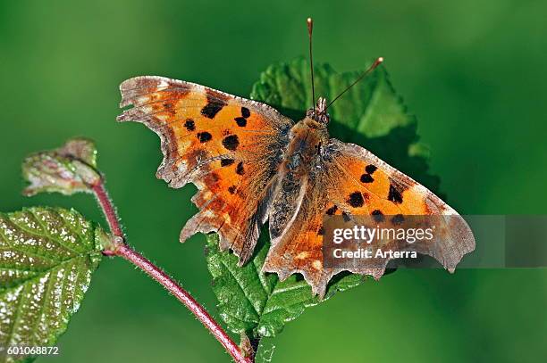 Comma butterfly resting on leaf with wings spread.