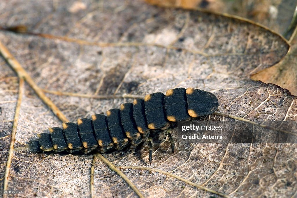 Common glow-worm