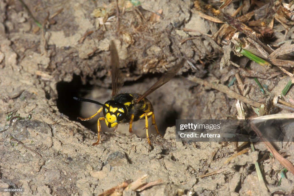 European wasp