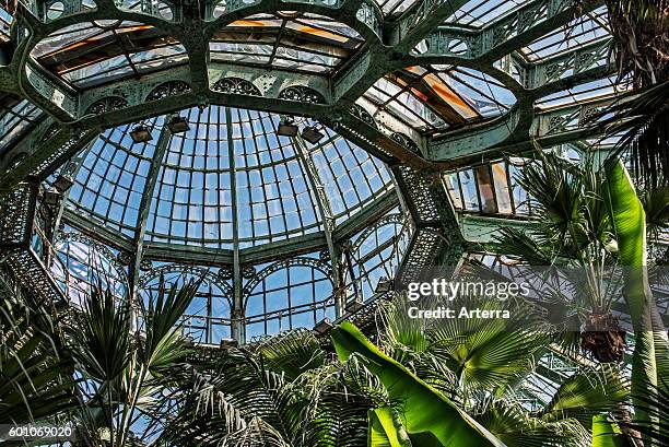 Palm trees in the Jardin d'hiver / Winter Garden at the Royal Greenhouses of Laeken in Art Nouveau style, designed by Alphonse Balat in the park of...