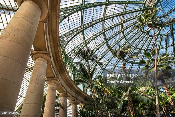 Palm trees in the Jardin d'hiver / Winter Garden at the Royal Greenhouses of Laeken in Art Nouveau style, designed by Alphonse Balat in the park of...