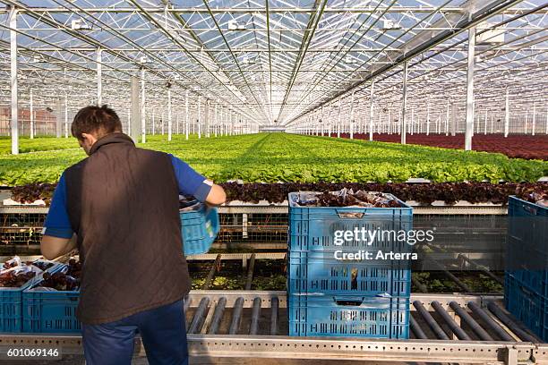 Horticulturist packing harvested lettuces in crates inside industrial-sized greenhouse.