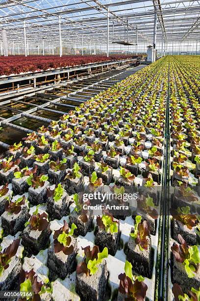 Rows of young cultivated lettuce plants in industrial-sized greenhouse.