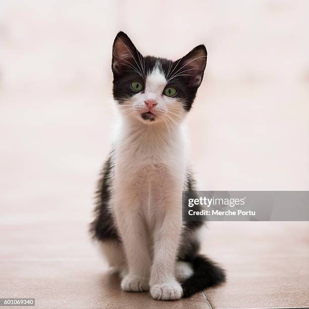 cats. kitten cats - heterochromatin stock pictures, royalty-free photos & images