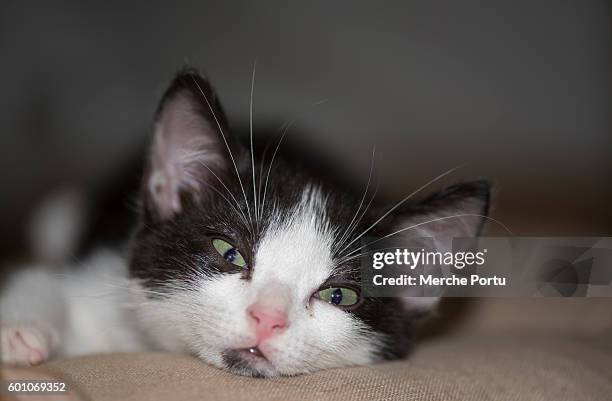 cats. kitten cats - heterochromatin stock pictures, royalty-free photos & images