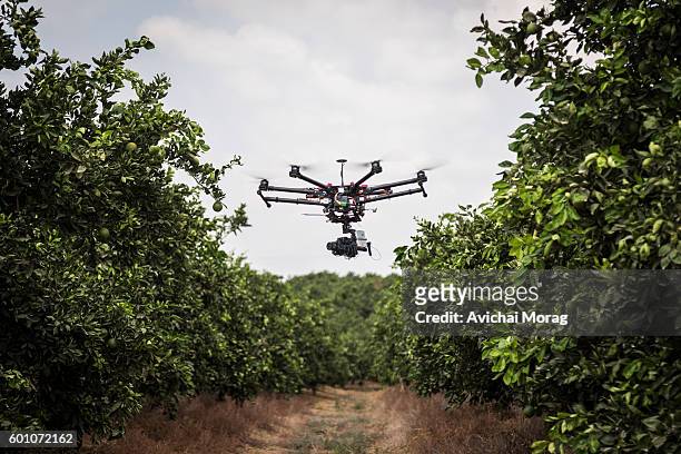 drone flying  with citrus trees in background - drone agriculture stock pictures, royalty-free photos & images