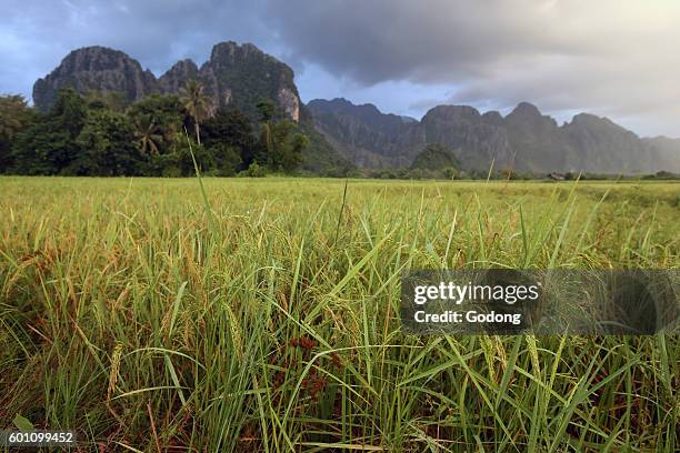 Rice fields with stunning mountain back drop. Vang Vieng, Laos.