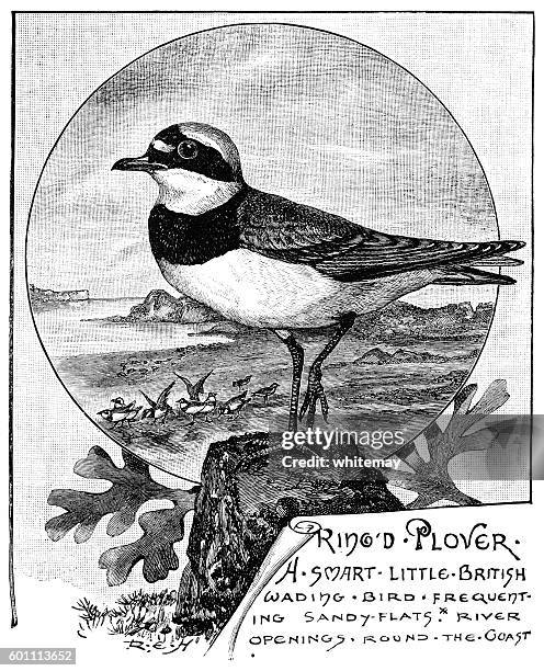 ringed plover - victorian illustration - plover stock illustrations