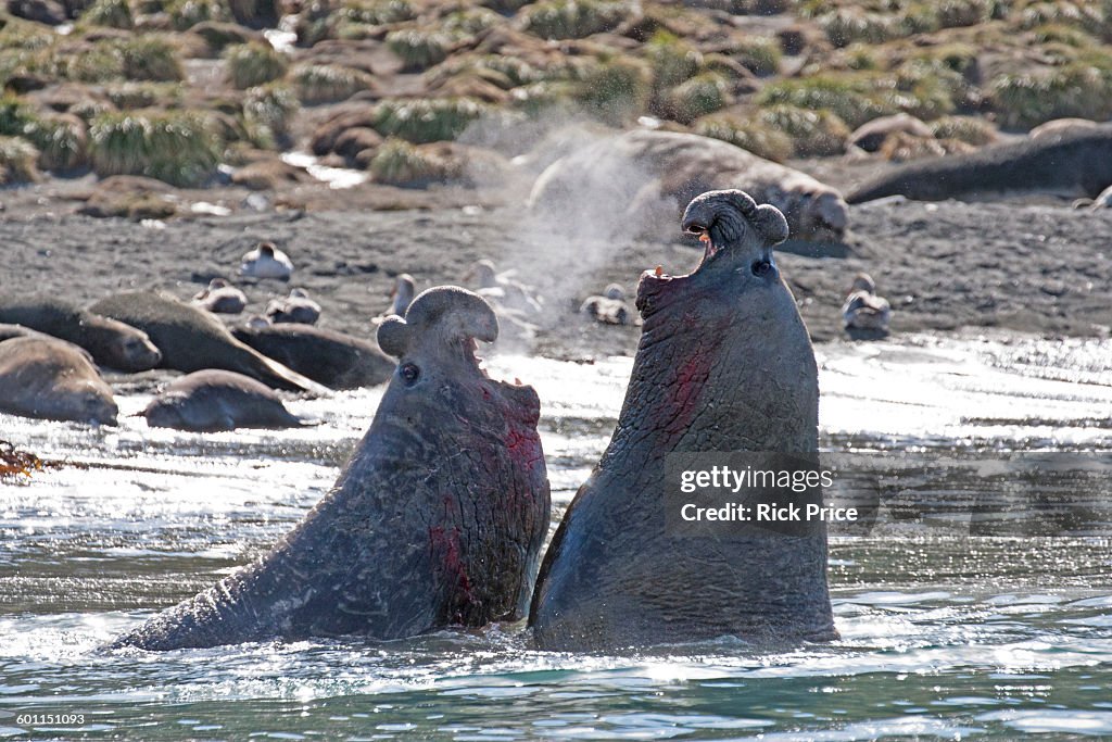 Southern Elephant Seal. Two large bulls fighting.