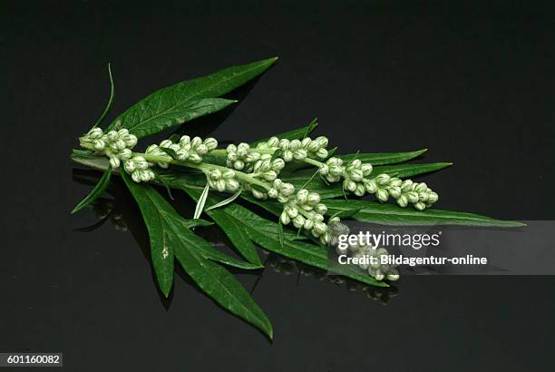 Mugwort, Wegwood, Artemisia vulgaris. Mugworts are used medicinally, especially in Chinese, Japanese, and Korean traditional medicine. Some mugworts...