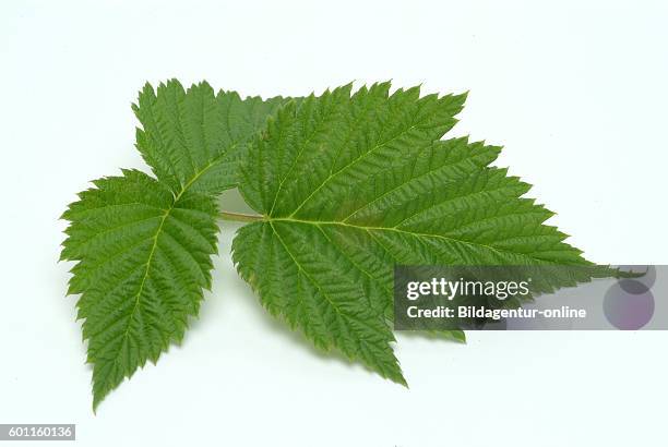 Raspberry leaves, medicinal use as a herbtea, Rubus spp., Medicinal plant.