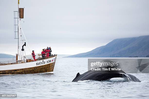 whale watching, husavik, iceland - grey boot stock-fotos und bilder