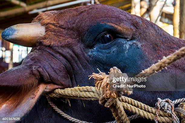 Bangladeshi prepare to celebrate the Eid-al-Adha in Dhaka, Bangladesh, on 9 September 2016. Eid al-Adha is an Islamic festival to commemorate the...