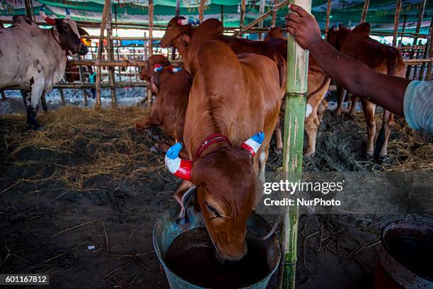 Bangladeshi prepare to celebrate the Eid-al-Adha in Dhaka, Bangladesh, on 9 September 2016. Eid al-Adha is an Islamic festival to commemorate the...