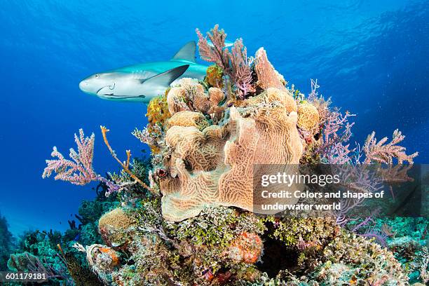 caribean reef shark swimming in shallows - caribbean reef shark stock-fotos und bilder