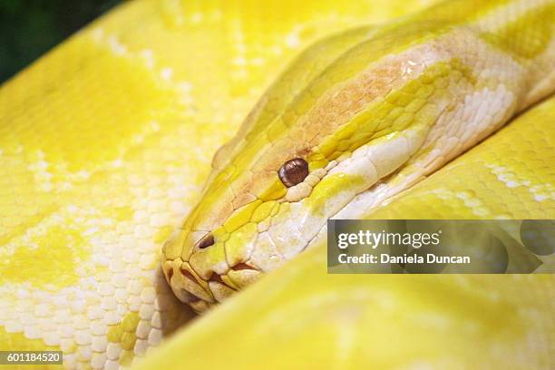 yellow burmese python close-up - yellow burmese python stock pictures, royalty-free photos & images