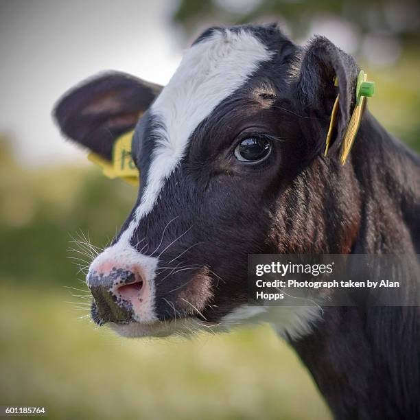 cute holstein calf - calf stock-fotos und bilder