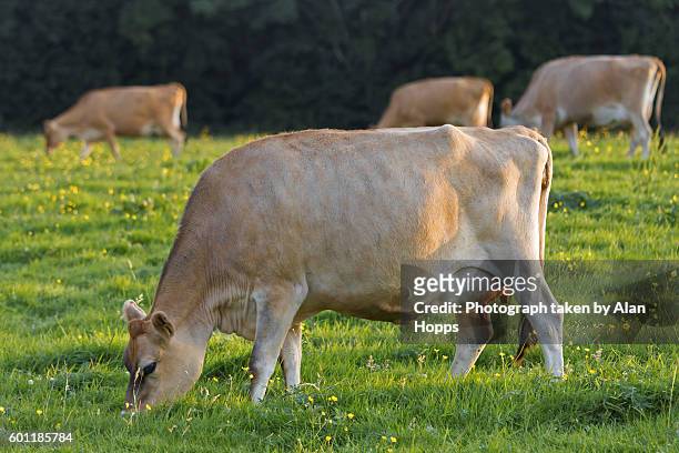 buttercup the jersey cow - jersey cattle stock pictures, royalty-free photos & images