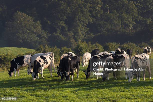 hungry holstein heifers - vache laitière photos et images de collection