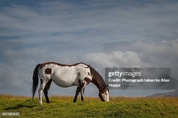 piebald horse - sligo stock pictures, royalty-free photos & images