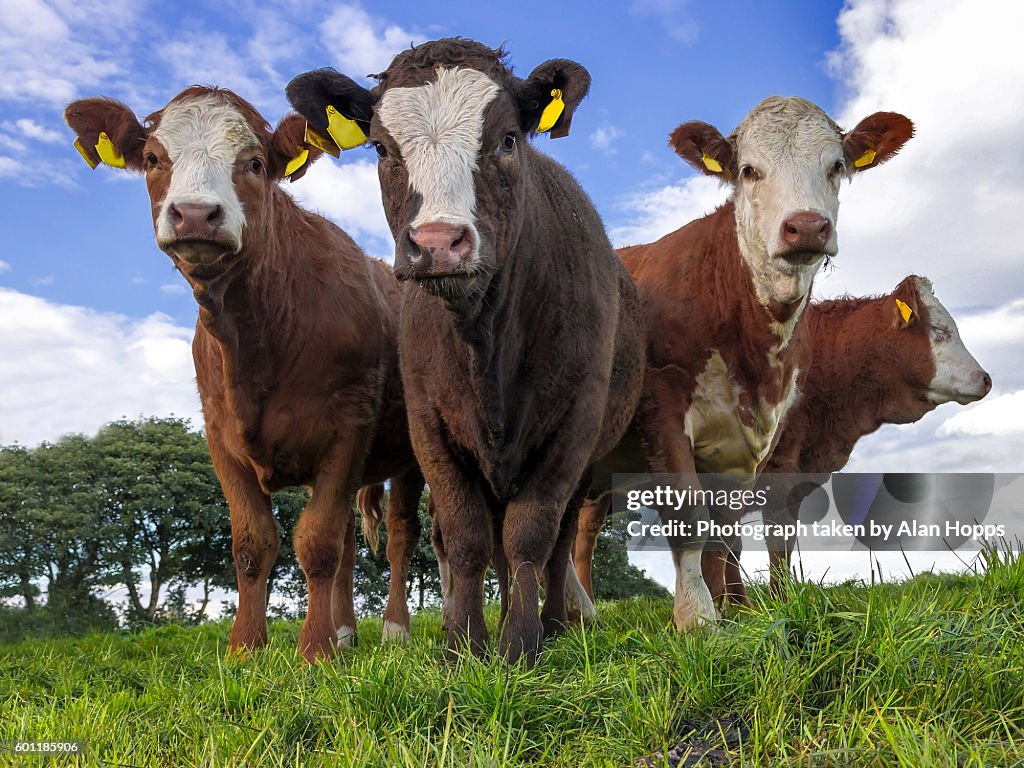 Replacement beef heifers