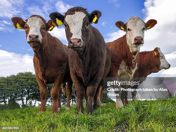 replacement beef heifers - northern ireland stock pictures, royalty-free photos & images