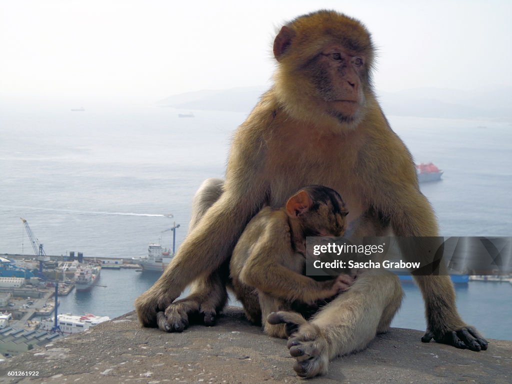 Gibraltar Monkey & Baby