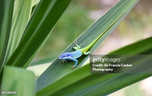 male allison's anole (aka blue-headed anole) in cayo santa maria, cuba - cayo santa maria stock-fotos und bilder