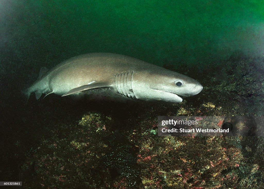 Sixgill shark