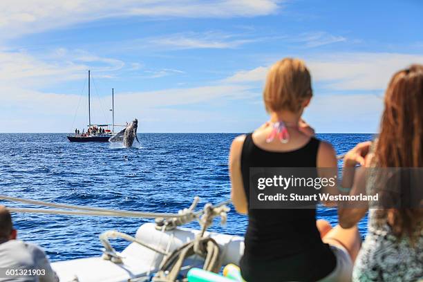 whale satching in cabo - los cabos fotografías e imágenes de stock