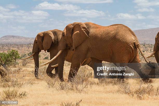 group of elephants in the savana, tsavo national park, kenya - africa - south africa foto e immagini stock