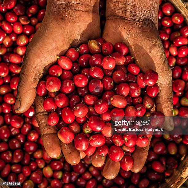 young african woman showing freshly picked coffee cherries, east africa - café arábica planta imagens e fotografias de stock