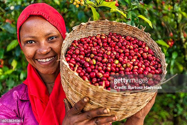 african woman holding basket full of coffee cherries, east africa - harvest basket stockfoto's en -beelden