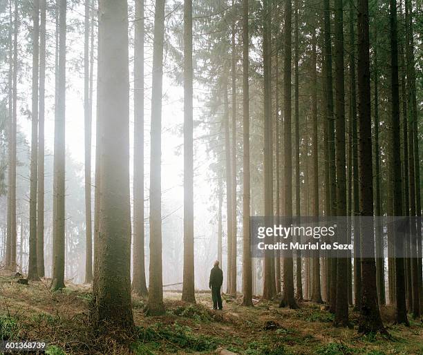 man in forest - pine woodland fotografías e imágenes de stock
