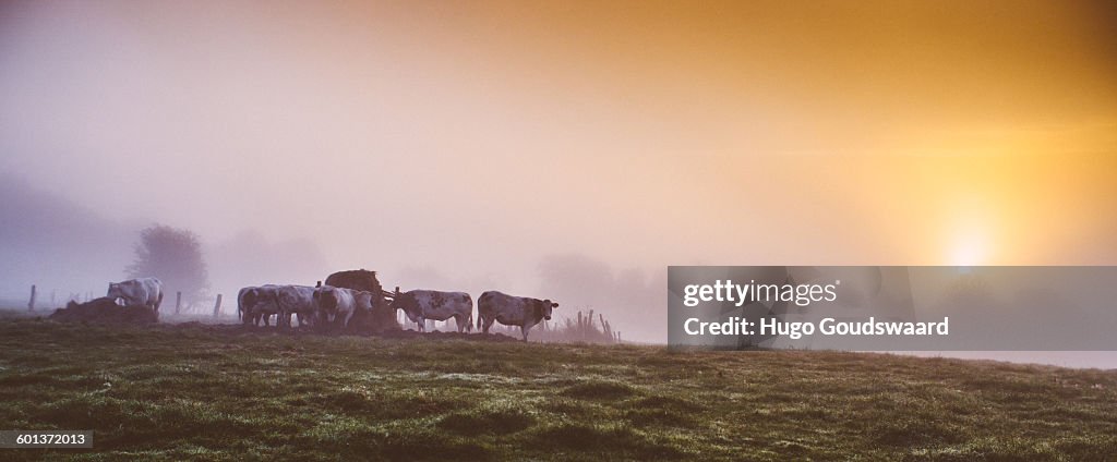 Sunrise country fields