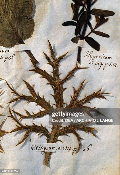 Leaves specimens in an old herbarium, Castiglion Fiorentino, Tuscany, Italy. Castiglion Fiorentino, Pinacoteca Comunale