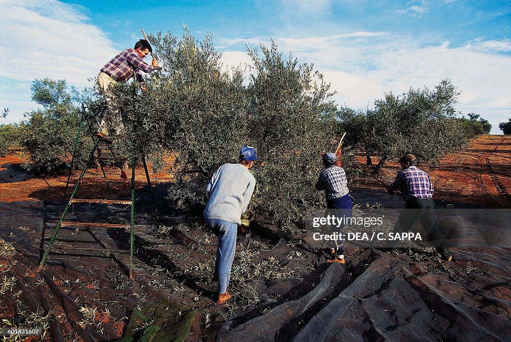 Men during the olive harvest near Jaen, Andalusia...