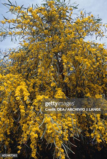Acacia saligna plant near Kaukana, Sicily, Italy.