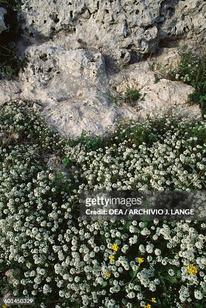 Flowering plants among the rocks near the Rocky Necropolis s of Pantalica, Pantalica Nature Reserve, Cava Grande torrent valley and the Anapo river...