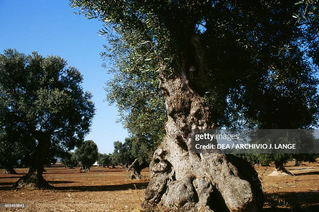 An olive grove on the Murge plateau...