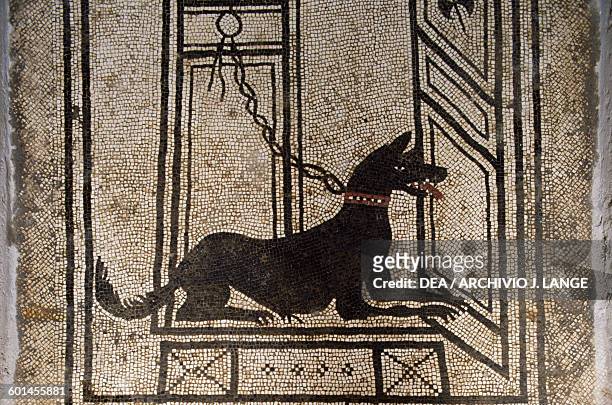 Guard dog chained to a door, detail from a mosaic floor in the House of Paquius Proculus or of Cuspius Pansa, Pompeii , Campania, Italy. Roman...