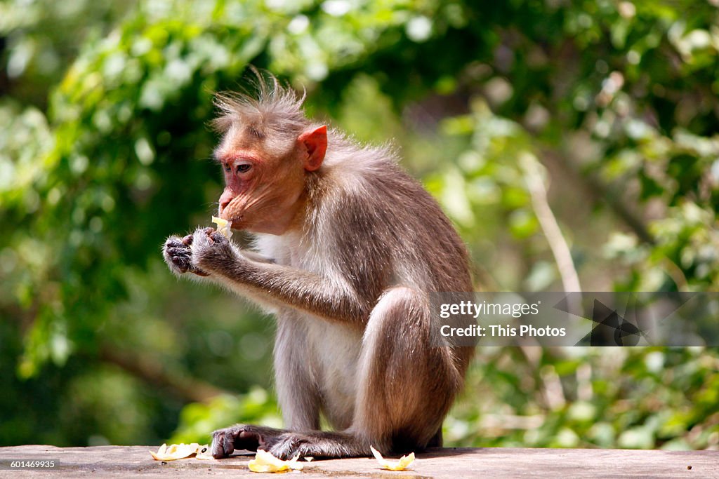 Monkey at Courtallam, Tamilnadu, India