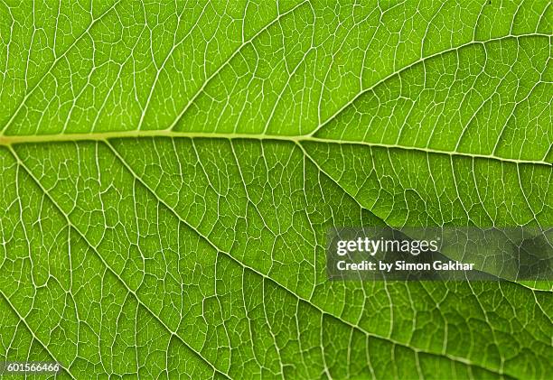 illuminated leaf close up - cell structure stockfoto's en -beelden