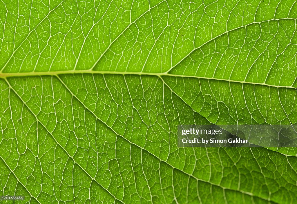 Illuminated Leaf close Up