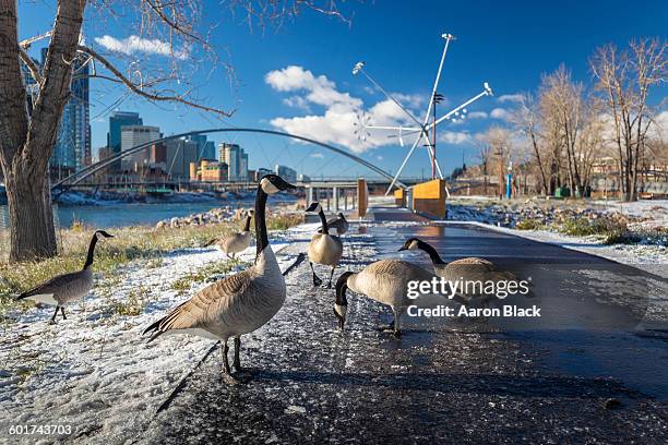 geese on trail in park with city background - calgary foto e immagini stock