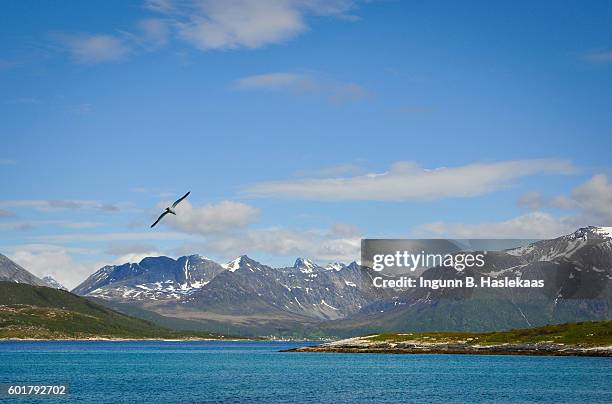 seagull in the air and view on sea, remote settlements and mountains in sommarøy, county troms. beautilful summer day up north. - bird transparent stockfoto's en -beelden