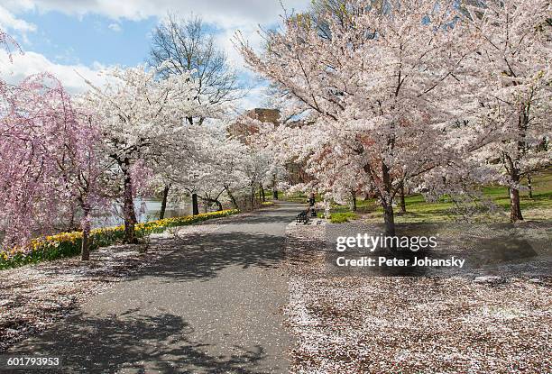 cherry blossoms - newark new jersey stockfoto's en -beelden